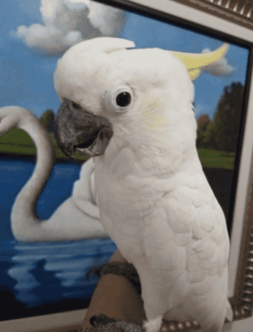 The type of cockatoo is available