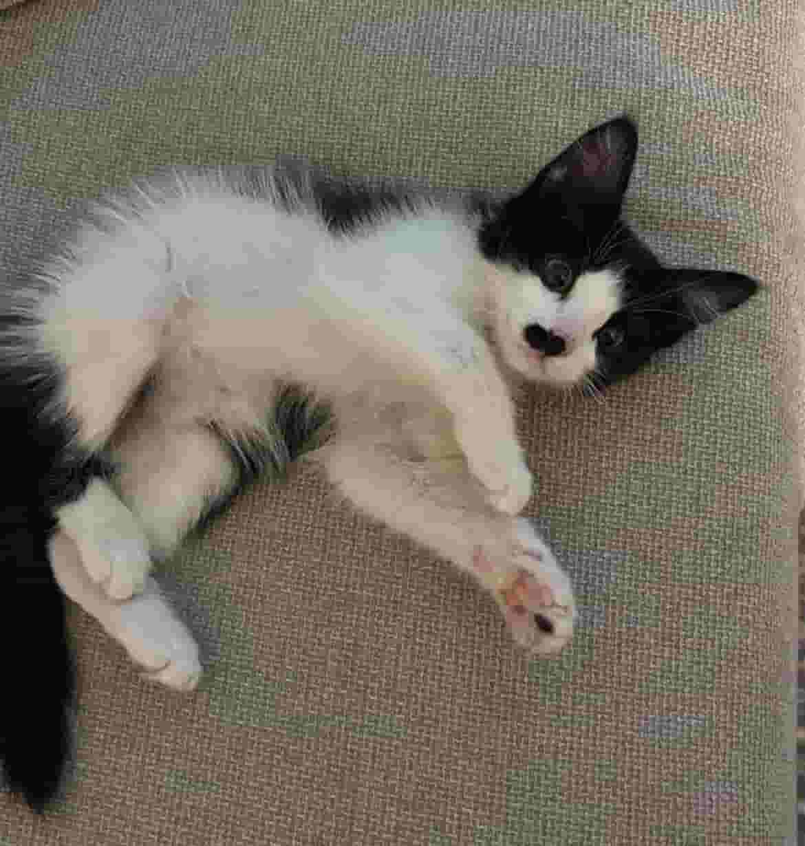 Mix cat for sale. The price is negotiable