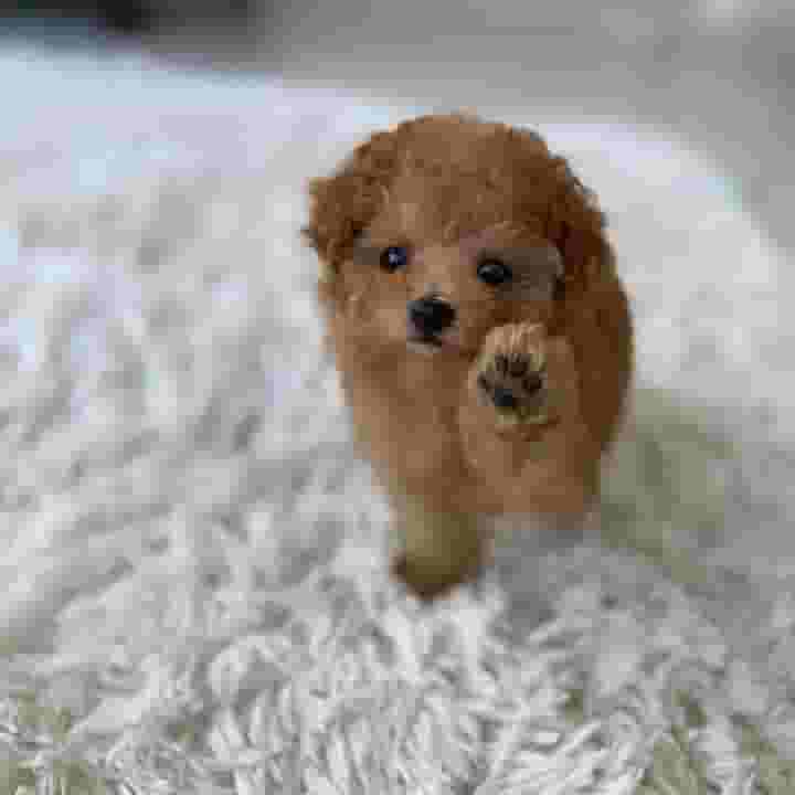 Toy Poodle Puppy