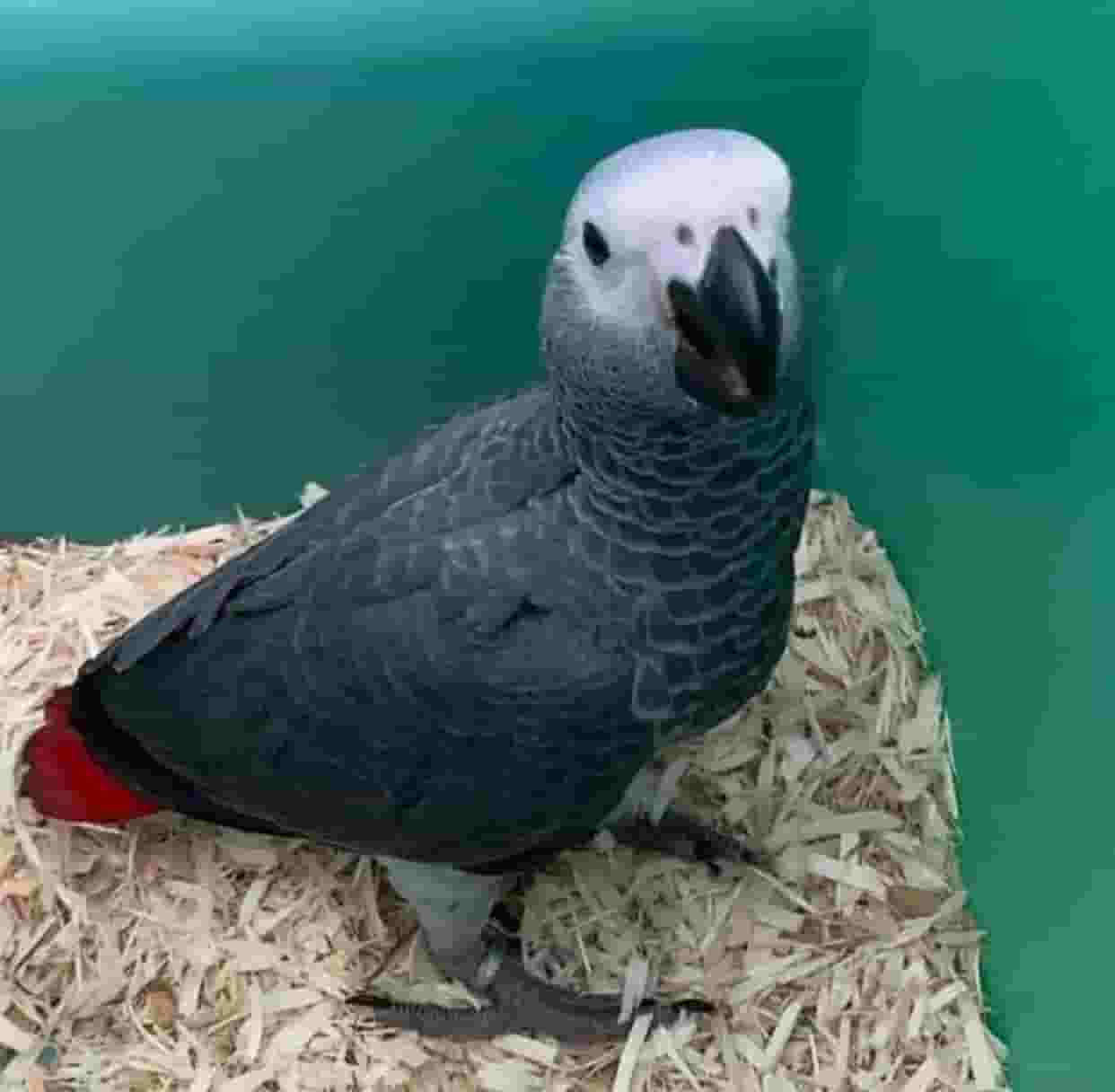 African Grey Parrot ( Congo)