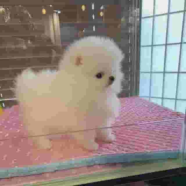  Pomeranian puppy